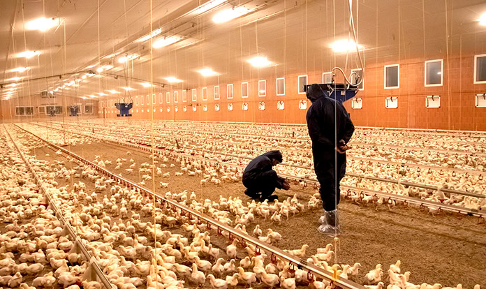 Managing heat stress in poultry: The role of oxidative stress and gut health