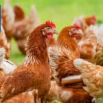 Maple Leaf Foods announces future incremental optimization of its poultry network