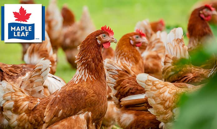 Maple Leaf Foods announces future incremental optimization of its poultry network