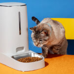 Mars-backed Pet Food Innovation Program launches for 2025