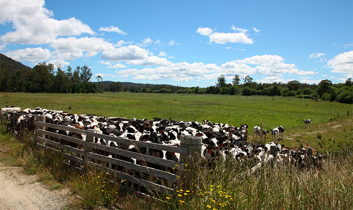 Mars pledges $27M USD to reduce on-farm emissions