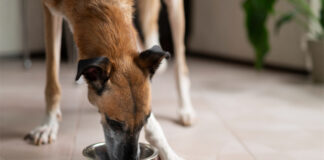 Marsapet unveils vegan wet dog food with microbial protein