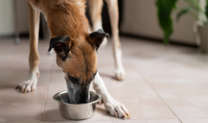 Marsapet unveils vegan wet dog food with microbial protein 