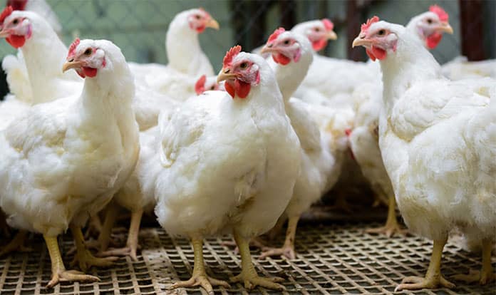 Menon expands with new co-packing facility