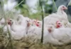 Merck Animal Health acquires Poultry Sense Limited