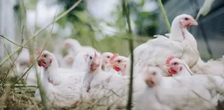Merck Animal Health acquires Poultry Sense Limited
