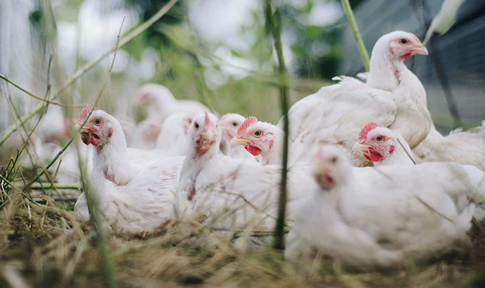 Merck Animal Health acquires Poultry Sense Limited