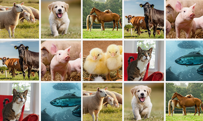 Merck Animal Health to acquire Vence