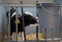 Metabolic programming advances calf health and dairy productivity