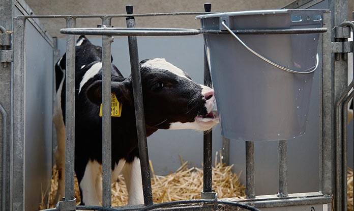 Metabolic programming advances calf health and dairy productivity