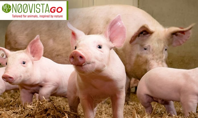 Metex Noovistago publishes 7 R&D papers for swine industry