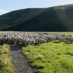 Methane inhibitor development in New Zealand receives $6.5M funding