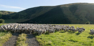 Methane inhibitor development in New Zealand receives $6.5M funding