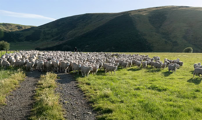 Methane inhibitor development in New Zealand receives $6.5M funding