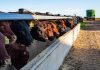 CH4 and CirPro: Methane-reducing feed additive increases feed efficiency