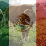 Mexico Animal Feed Markets 2020-2025