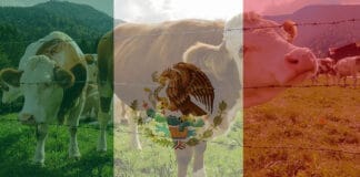 Mexico Animal Feed Markets 2020-2025