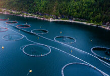 Miavit and Arctic Feed Ingredients partner for global aquaculture market
