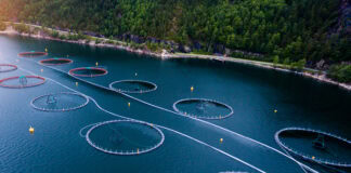Miavit and Arctic Feed Ingredients partner for global aquaculture market