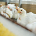 Middle East and Africa Animal Feed Market