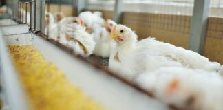 Middle East and Africa Animal Feed Market