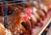 Moldovan poultry producer to launch modern feed mill