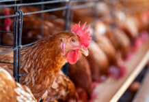 Moldovan poultry producer to launch modern feed mill