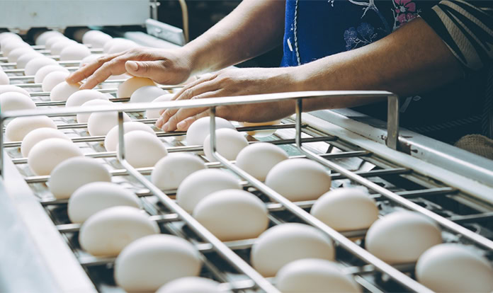 Moldovan poultry producer to launch modern feed mill