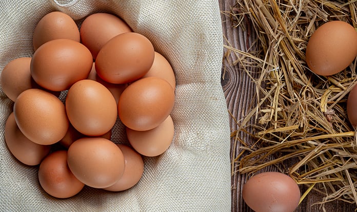 More eggs per hen with natural oregano essential oil