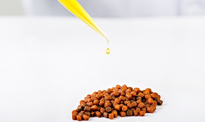 More omega-3 in feed fails to improve rainbow trout health