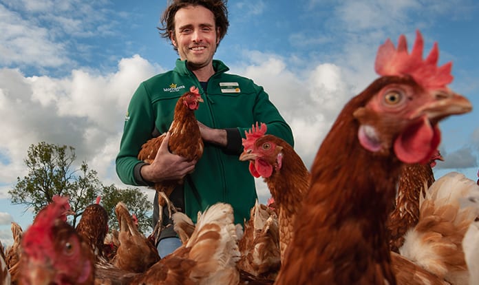 Morrisons to reduce soya use on road to carbon neutral eggs