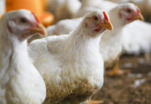 Mushroom biotechnology can enhance broiler feedstuffs