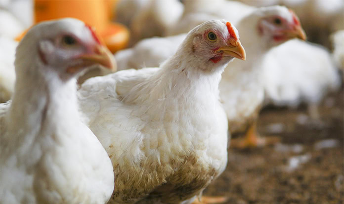 Mushroom biotechnology can enhance broiler feedstuffs