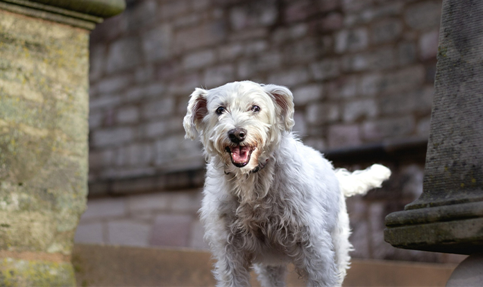 Mushrooms may stabilize dog cognitive health
