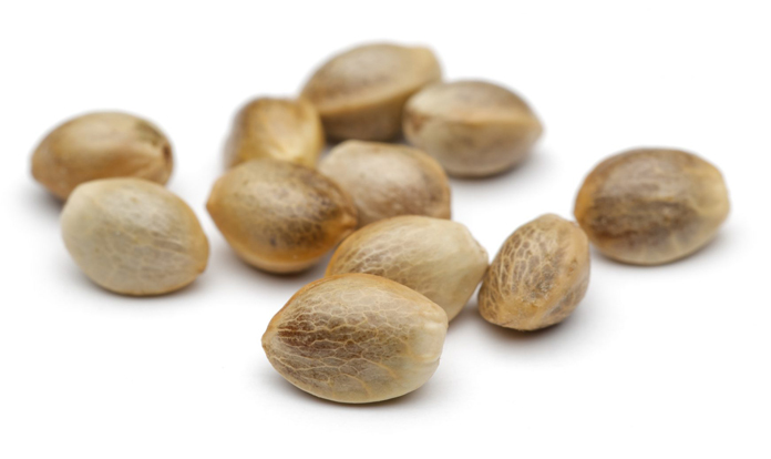 NIHC urges FDA to approve hemp seed for animal feed