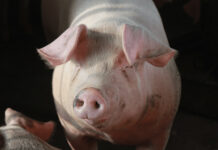 NOVUS to Present Swine Nutrition Research at ASAS Midwest