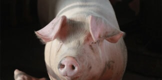 NOVUS to Present Swine Nutrition Research at ASAS Midwest