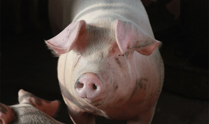 NOVUS to Present Swine Nutrition Research at ASAS Midwest