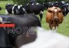 NR X Holstein crossbred cows surpass pure Holsteins