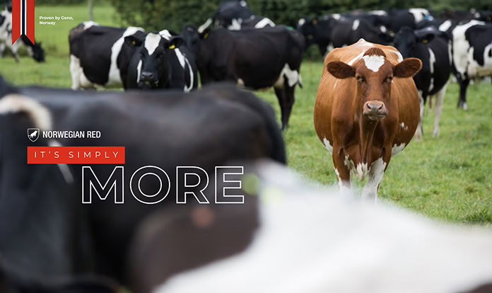 NR X Holstein crossbred cows surpass pure Holsteins