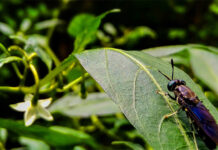 NRGene Canada enters commercial BSF production