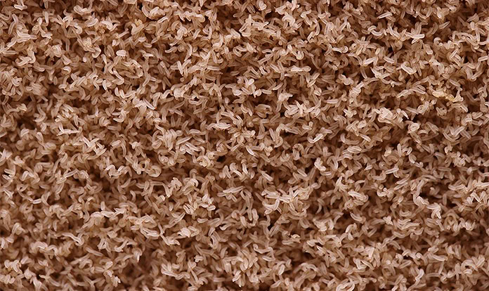 Nasekomo improves insect protein production efficiency with new suspension technology