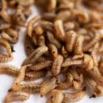 Nasekomo reports stable industrial BSF eggs production rate