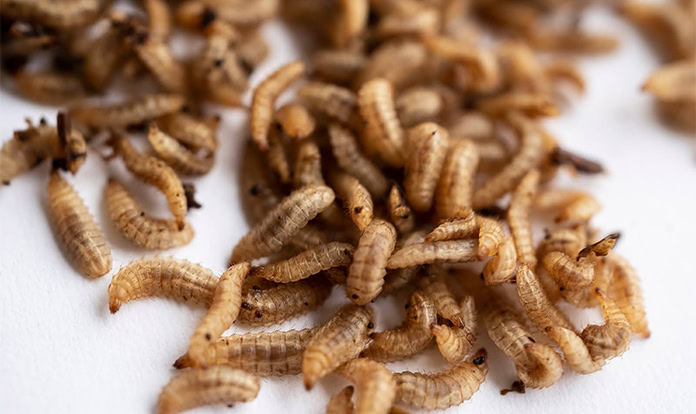 Nasekomo reports stable industrial BSF eggs production rate