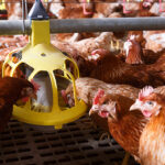 Navigating Poultry Industry Challenges: Cargill's Innovative Solutions