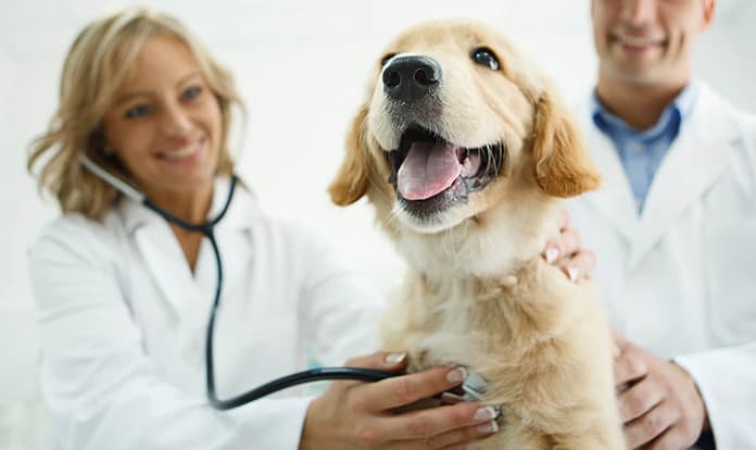 Neogen acquires animal genetic testing company Genetic Veterinary Sciences