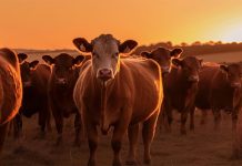 Neogen introduces new genomic test for Bovine Congestive Heart Failure