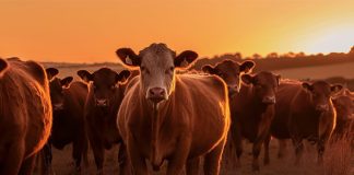 Neogen introduces new genomic test for Bovine Congestive Heart Failure