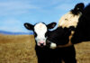 Neogen® launches DNA test for beef-on-dairy cattle