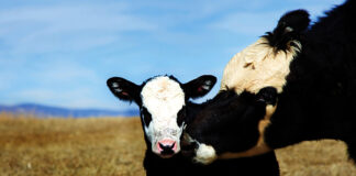 Neogen® launches DNA test for beef-on-dairy cattle